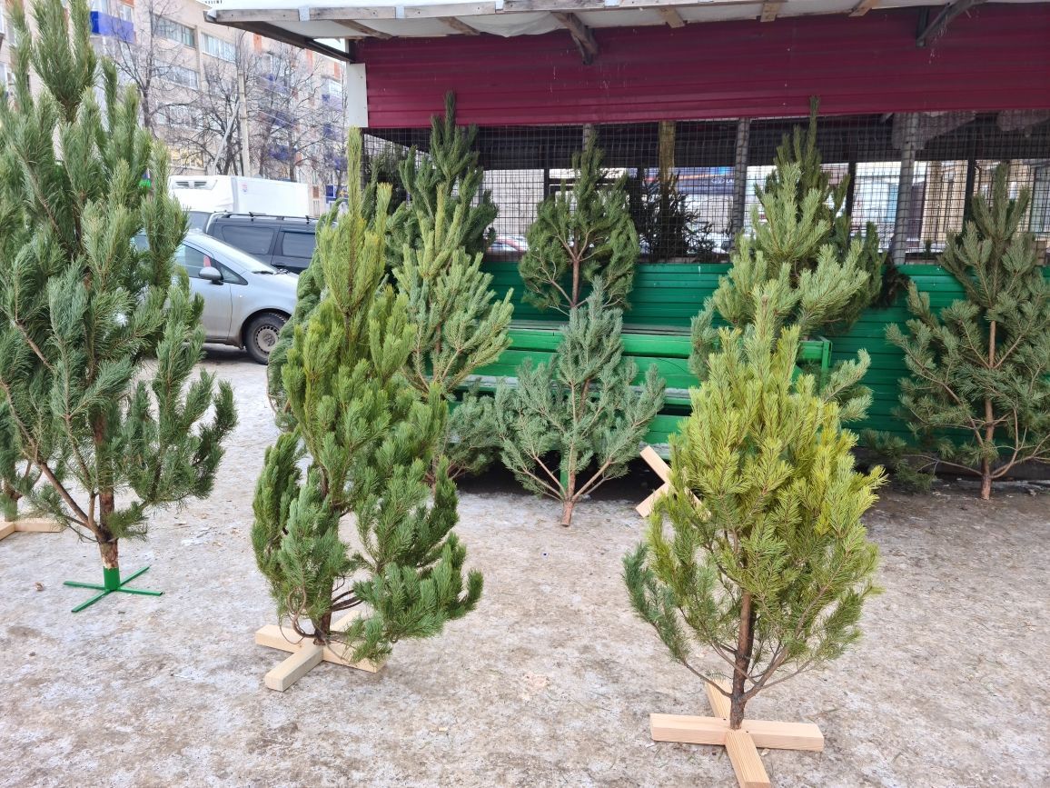 В Бугульме началась продажа живых елок