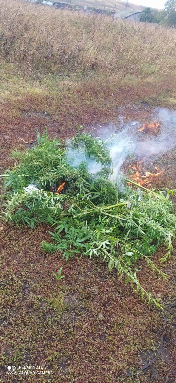 В Бугульминском районе полицейские уничтожают кусты дикорастущей конопли