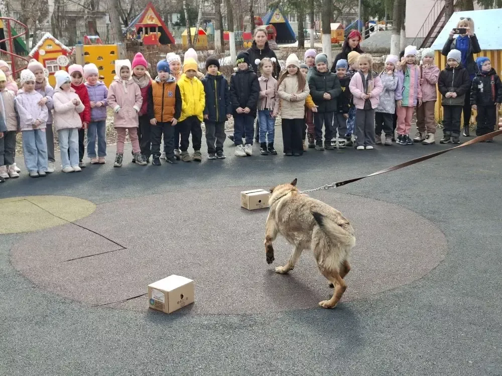 Кинолог и служебная собака научили бугульминских дошкольников безопасному поведению при встрече с бродячими животными