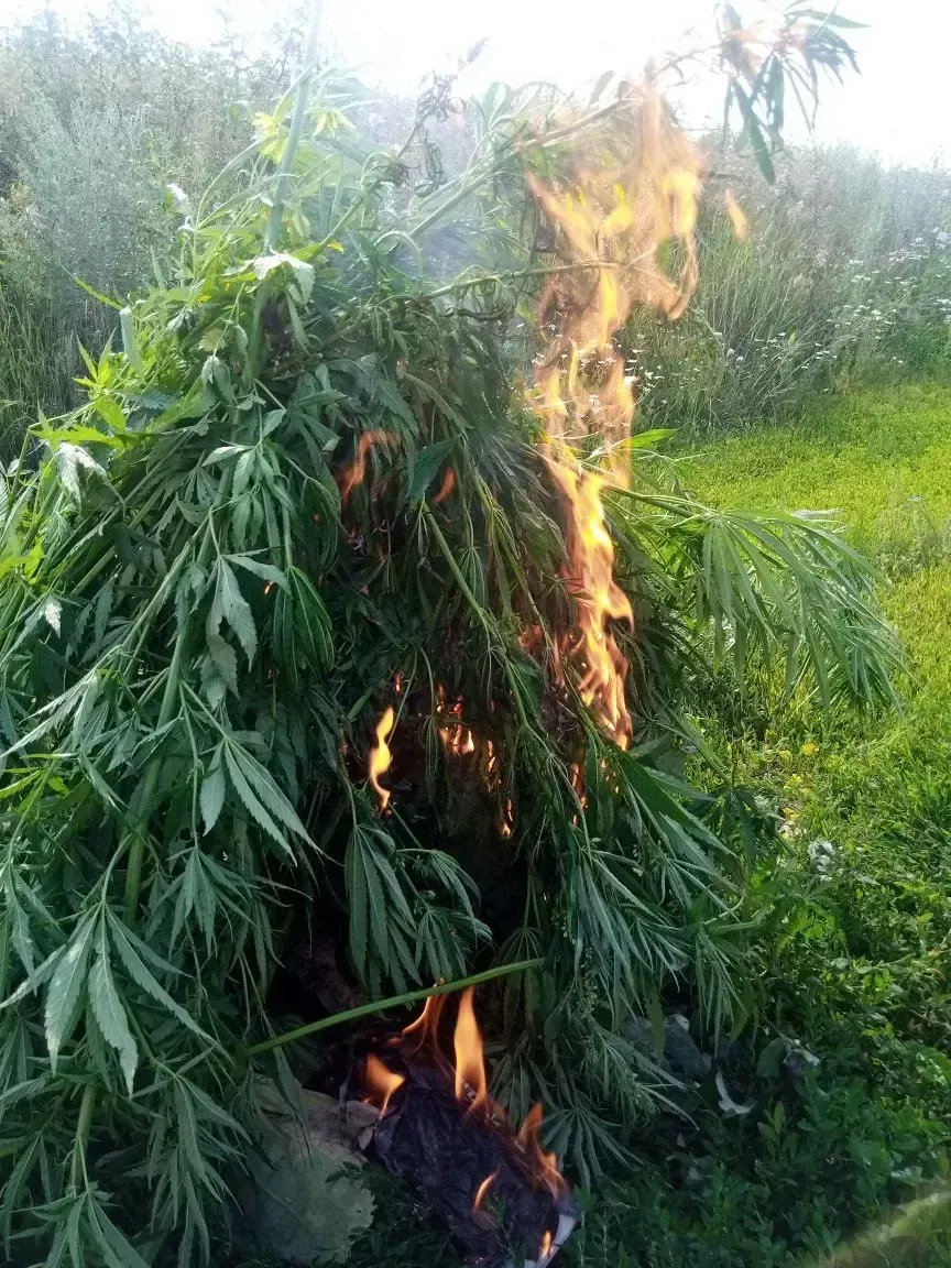 В Бугульминском районе в рамках операции «Мак» уничтожены очаги дикорастущей конопли