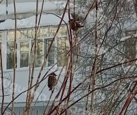 Бугульминцы могут участвовать в переписи воробьев