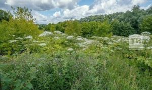 Как бороться с борщевиком Сосновского