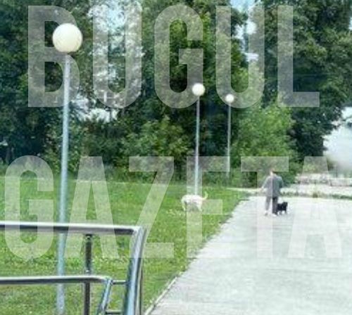 В Бугульме газон спортивного учреждения стал туалетом для двух домашних псов