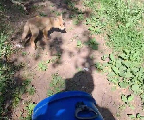 В Бугульме спасли лисенка, спрятавшегося в жилом доме
