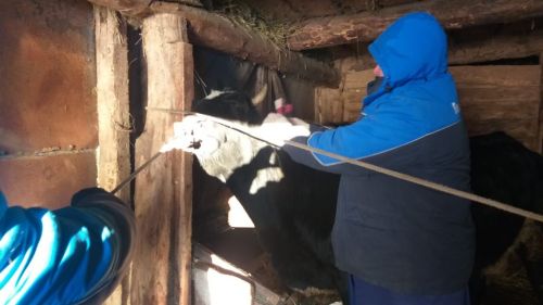 В Бугульминском районе начались плановые весенние противоэпизоотические мероприятия