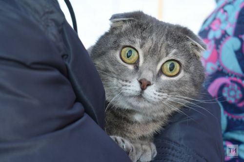 У Стрельцов улучшится финансовое положение, а Тельцы отправятся в дальнюю дорогу