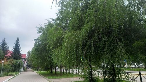 Новая неделя в Бугульме начнется с пасмурной погоды