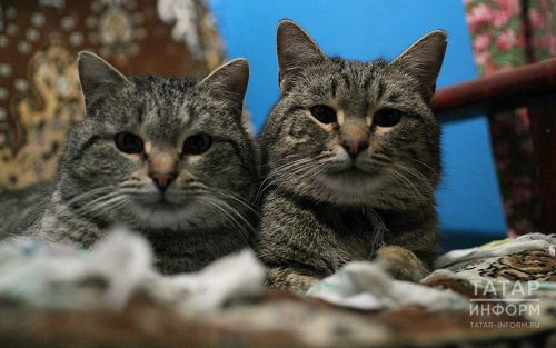 Тельца ожидают приятные сюрпризы: Гороскоп с 15 по 21 декабря для всех знаков зодиака