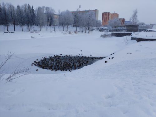 В Бугульме 20 февраля переменная облачность