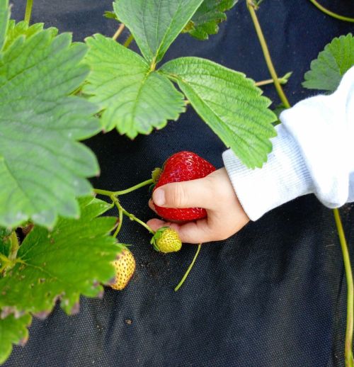 Как получить хороший урожай малины и клубники