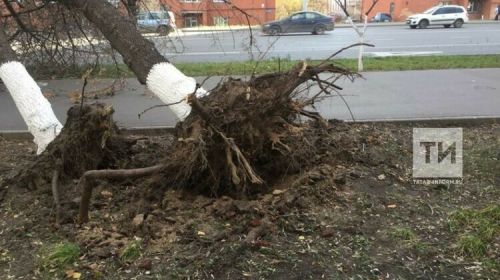 В Бугульме мужчину насмерть придавило упавшим от ветра деревом