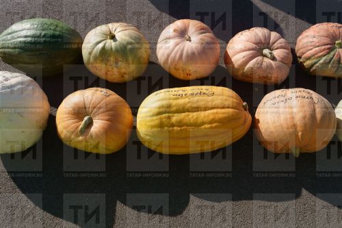 Тыква: богатый урожай, витаминный комплекс и простые рецепты с тыквой