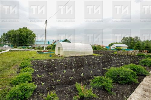 Что делать в саду и огороде в июне