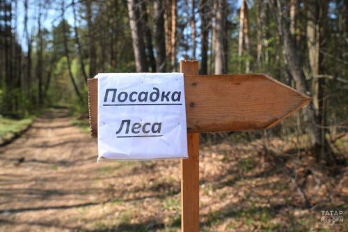 В Татарстане по нацпроекту восстановили леса на площади 1,7 тысячи гектаров