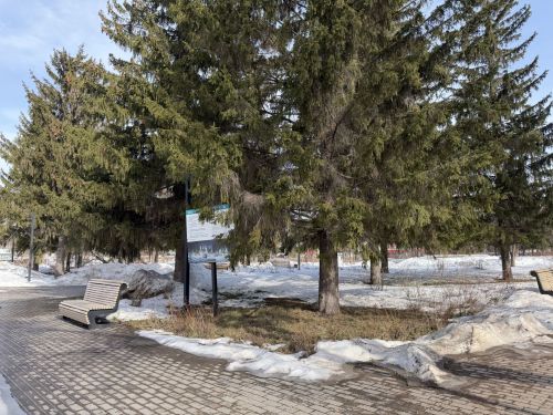 Лесную технику по нацпроекту «Экологическое благополучие» закупят в Татарстане