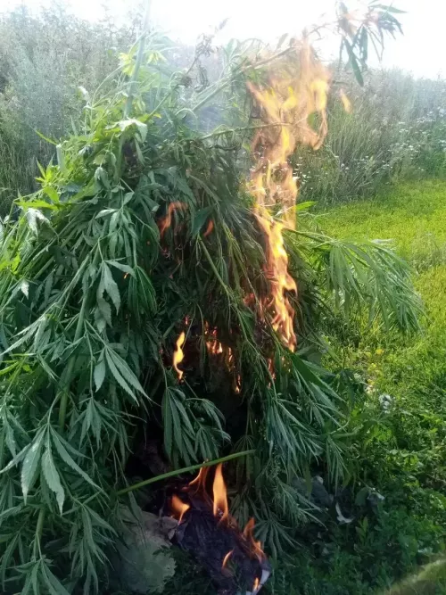 В Бугульминском районе в рамках операции «Мак» уничтожены очаги дикорастущей конопли