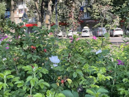 В Бугульме 1 августа облачно с прояснениями ‎