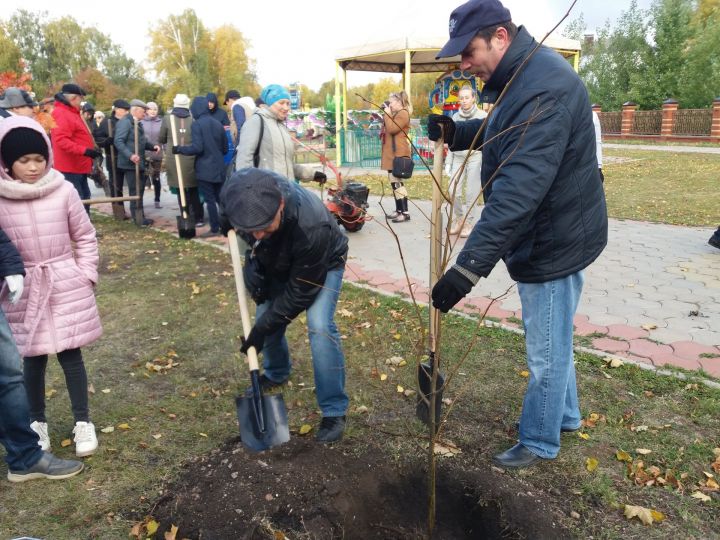 За два месяца в Бугульминском районе высажено более 3 000 саженцев берез, рябин, лип, сосен, елей и лиственниц