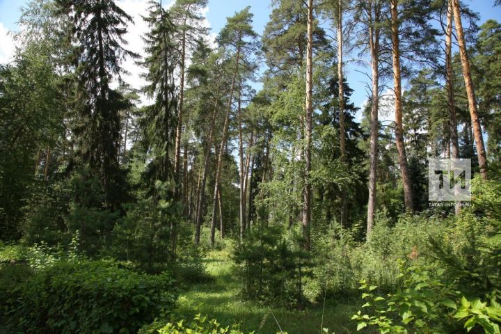 Представитель Бугульмы будет участвовать в торжественном собрании в Казани, посвященном Международному дню лесов