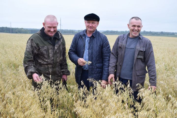 В Бугульминском районе урожай с полей убирают по финской технологии