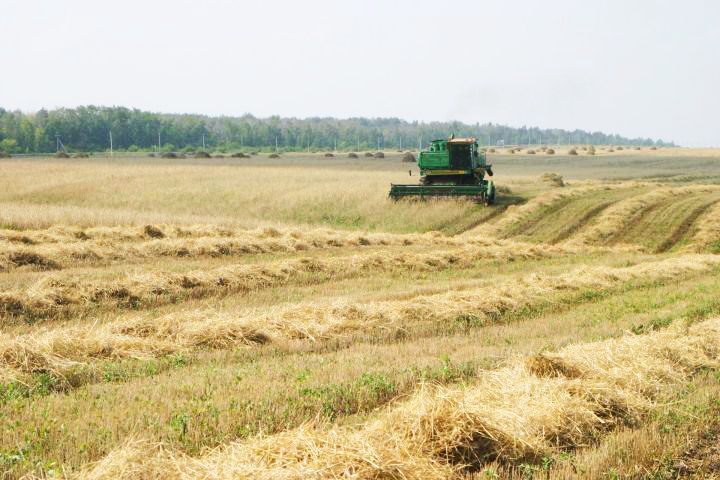 В Бугульминском районе за неделю убрали 24 процента площадей зерновых культур