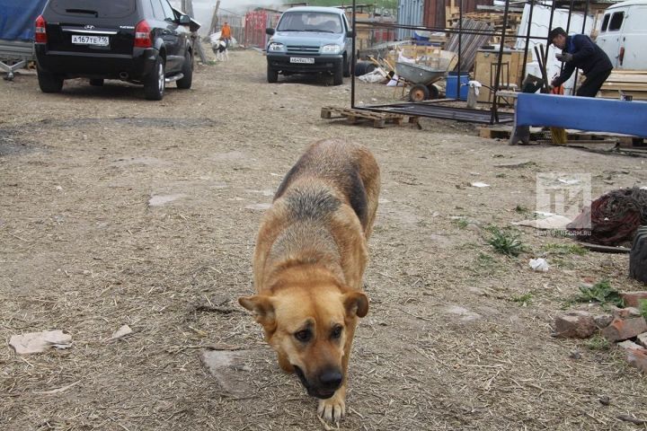 За первую половину 2019 года 5 851 житель Татарстана обратился за медицинской помощью после укусов животных