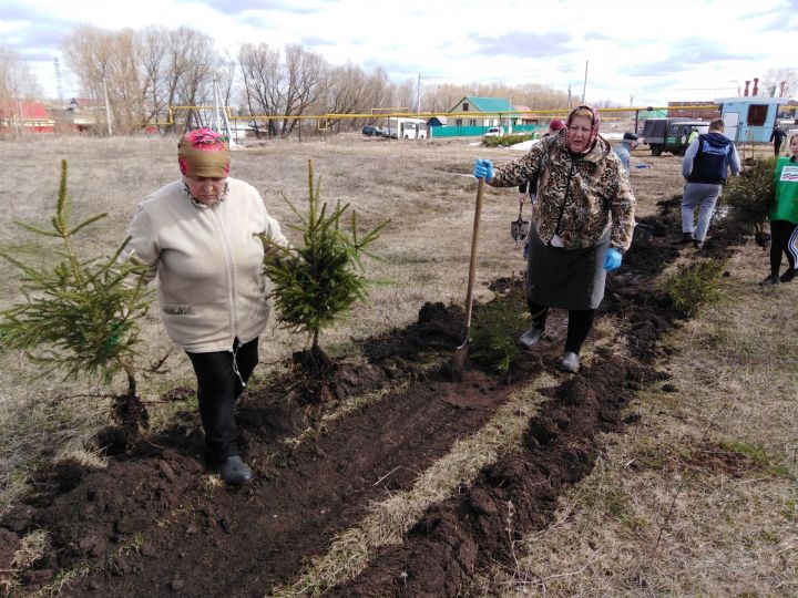 В рамках акции «Неделя леса-2019» жители Бугульминского района два дня будут сажать деревья