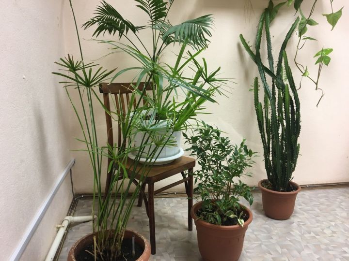 25 комнатных растений, которые полезно иметь в доме
