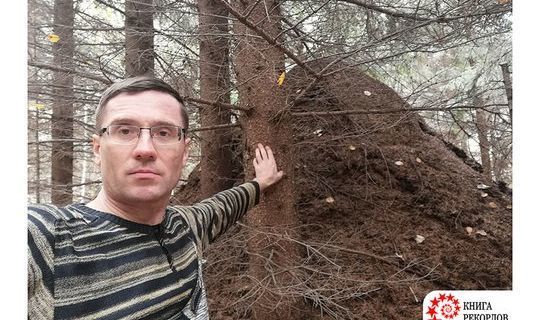 В Татарстане обнаружен самый крупный муравейник в России