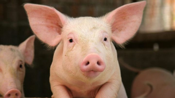 В Татарстане подтверждена африканская чума свиней