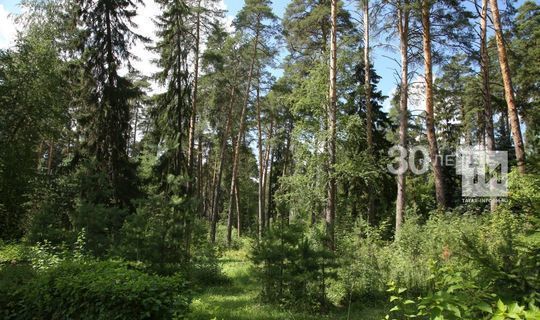 В Бугульминском районе запретили посещение лесов