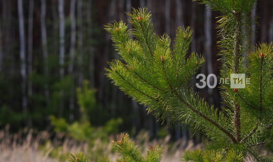 В Татарстане план по лесовосстановлению выполнили на четыре года раньше