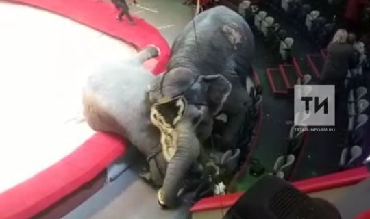 В казанском цирке во время представления слоны начали брачные игры (ВИДЕО)