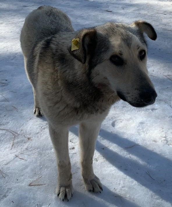 Житель Азнакаево забирал у волонтеров собак и съедал их