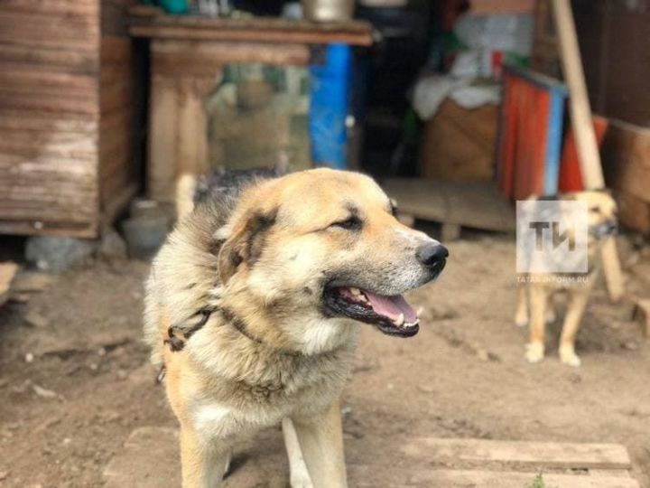 В Татарстане бродячие собаки напали на ребенка