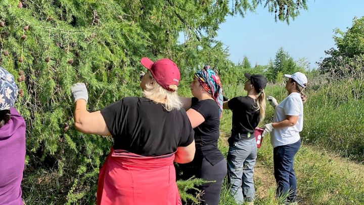 В Бугульминском лесхозе приступили к заготовке семян сибирской лиственницы