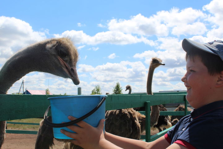 Особенные дети из Карабаша посетили бугульминскую страусиную ферму и конный дворик