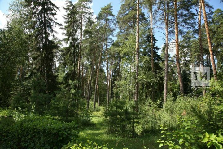 В Татарстане восстановили 4,2 тыс. гектаров леса