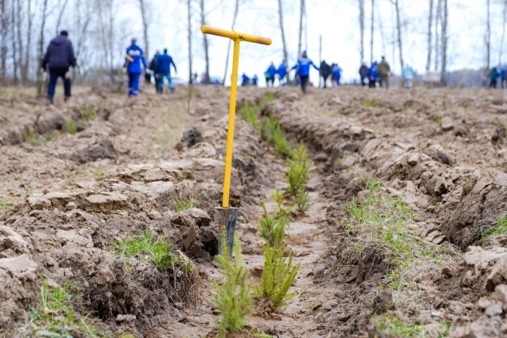 Работники АО «Транснефть – Прикамье» стали участниками международной акции «Сад памяти»