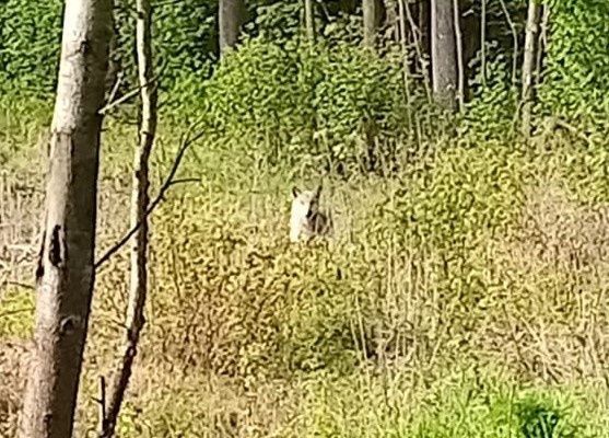В Заинском районе Татарстана снова появились волки