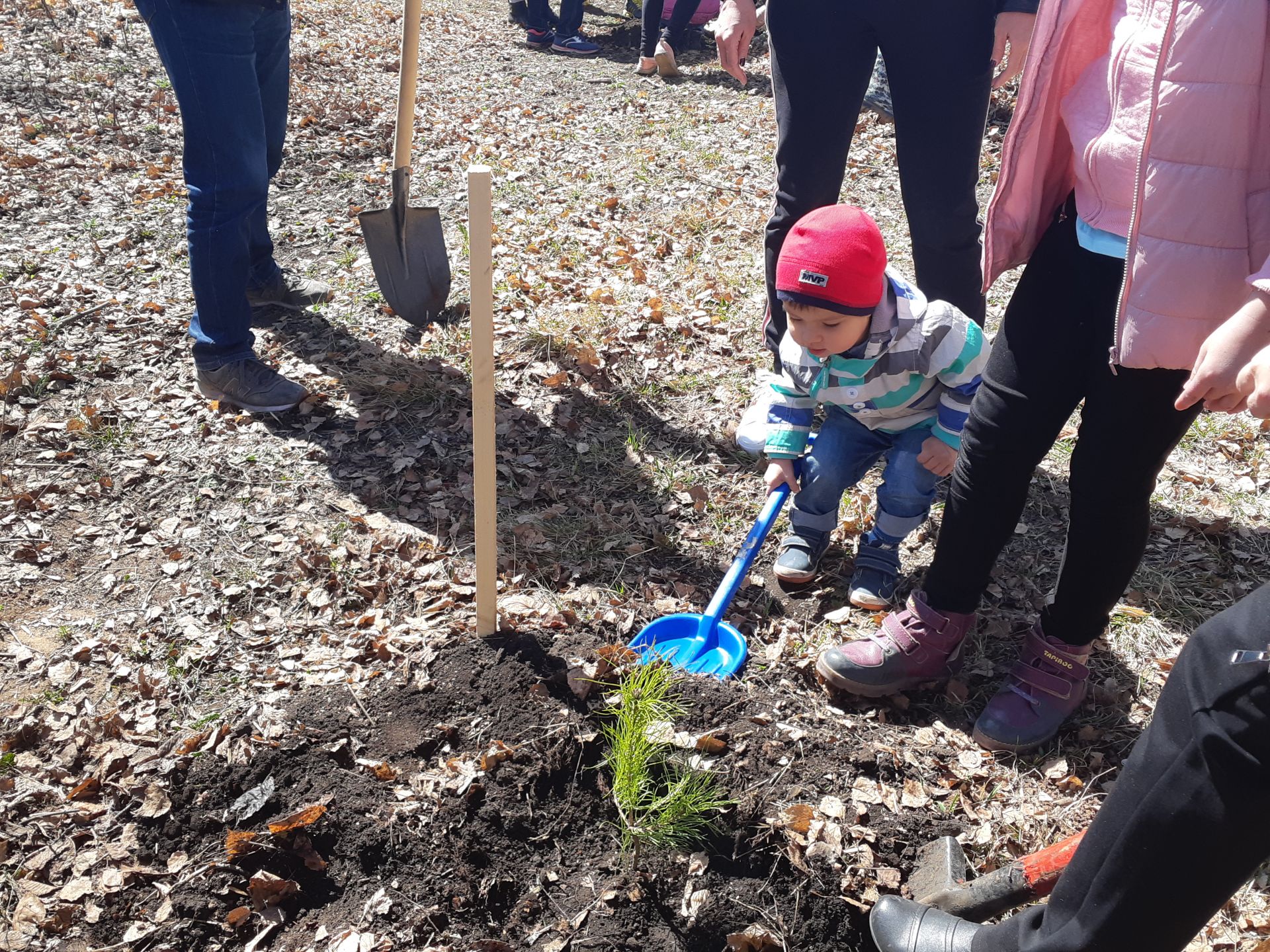 В Бугульминском районе прошла природоохранная акция «День посадки леса»