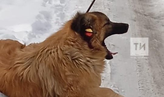 Зоозащитники РТ спасли пса, который неделю ходил со стрелой в голове