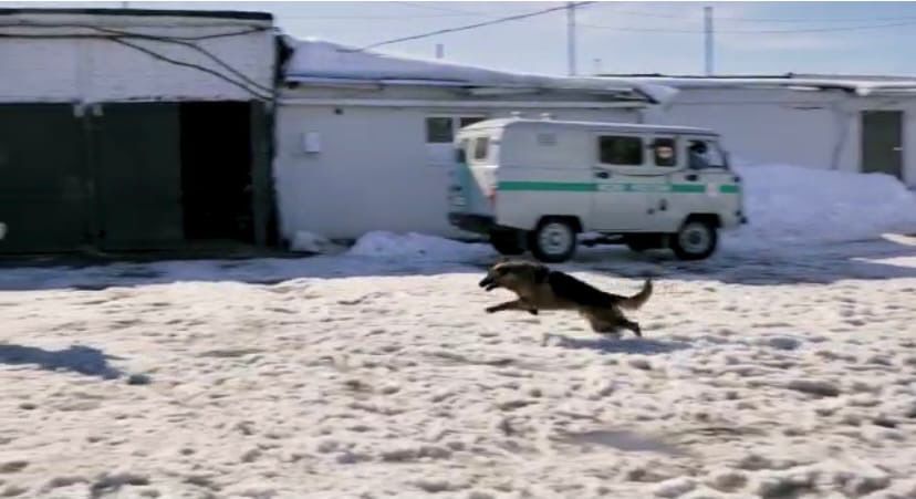 Бугульминские кинологи со служебными собаками подготовили показательные выступления (ВИДЕО)
