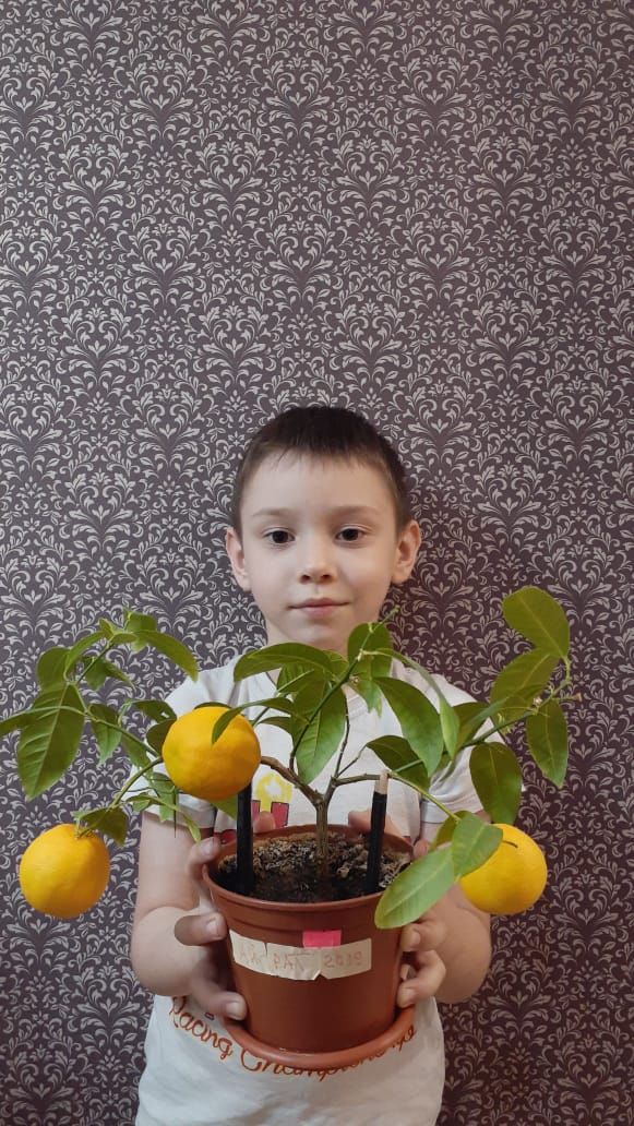 Местный житель Айрат Мифтахов выращивает лимоны в домашних условиях