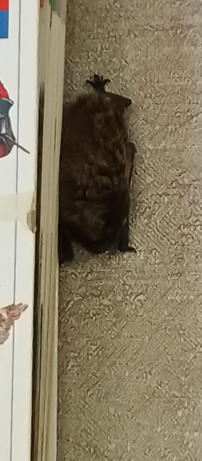 Краснокнижная летучая мышь залетела в одну из квартир Бугульмы