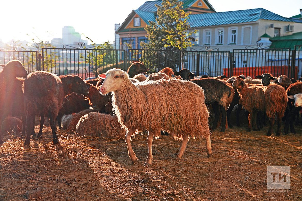 В Татарстане определили порядок проведения Курбан-байрама