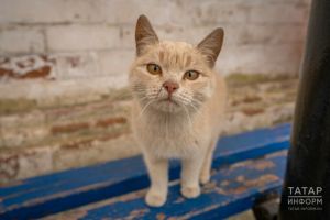 Близнецов ждет неделя общения, а Весам потребуется железная выдержка