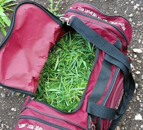 В Бугульме у местного жителя полицейские изъяли полкило марихуаны