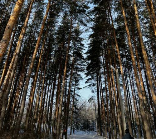 В Бугульме 23 января без осадков, туман, легкий ветер