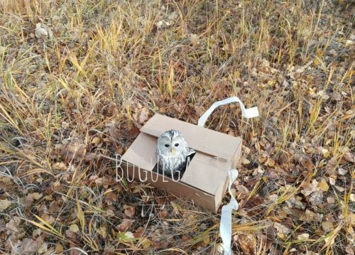 В Бугульме спасли длиннохвостую неясыть, залетевшую в город